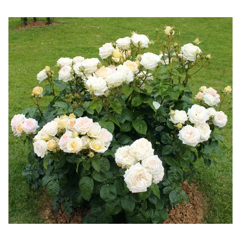 Rosa MADAME ANISETTE ®