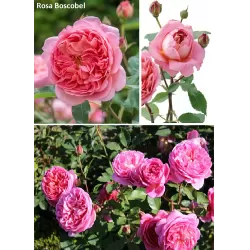 Rožė - Rosa BOSCOBEL®