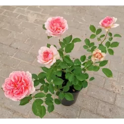 Rožė - Rosa BOSCOBEL®