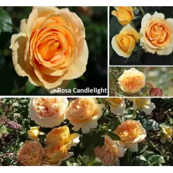 Rosa CANDLELIGHT
