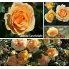 Rosa CANDLELIGHT