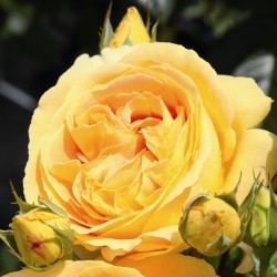 copy of Rožė - Rosa CANDLELIGHT ® Tantau®  Nostalgic Roses® C4 vazone