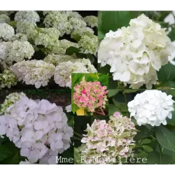 Hydrangea macrophylla MADAME E. MOUILLERE