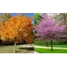 Kanadinis cercis - Cercis canadensis
