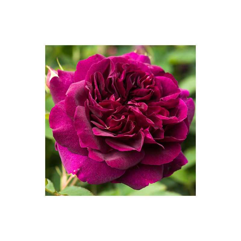 Rožė - Rosa DARCEY BUSSEL ®