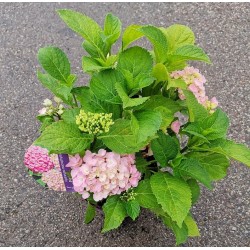 Darželinė hortenzija - Hydrangea macrophylla FOREVER & EVER® PINK