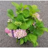 Hydrangea macrophylla FOREVER & EVER® PINK