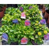 Hydrangea macrophylla FOREVER & EVER® PINK