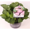 Darželinė hortenzija - Hydrangea macrophylla FOREVER & EVER® PINK