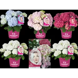 Darželinė hortenzija - Hydrangea macrophylla EVERBLOOM PINK WONDER