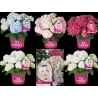 Hydrangea macrophylla EVERBLOOM PINK WONDER