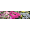 Darželinė hortenzija - Hydrangea macrophylla EVERBLOOM PINK WONDER