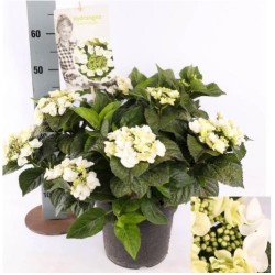 Darželinė hortenzija - Hydrangea macrophylla TELLER WHITE