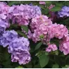 Hydrangea macrophylla BOUQUET ROSE