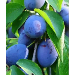 Plum - Prunus domestica LAMA