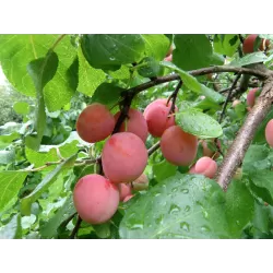 Plum - Prunus domestica EMMA LEPPERMANN