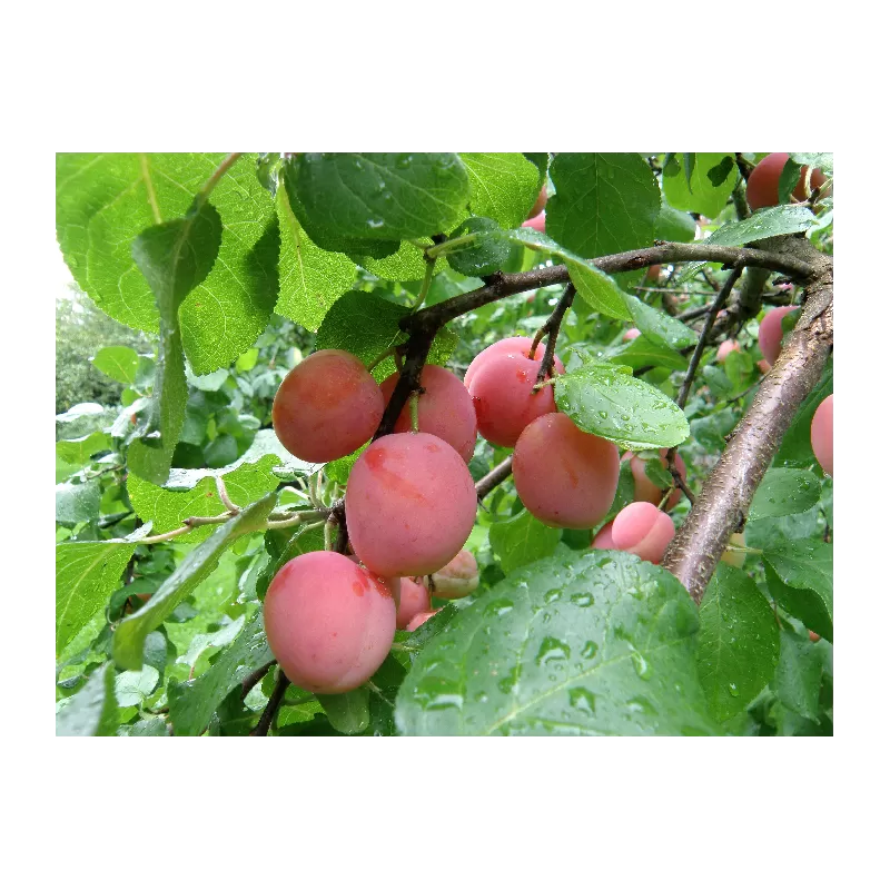 Slyvų sodinukai internetu su pristatymu į namus