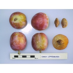 Plum - Prunus domestica EMMA LEPPERMANN