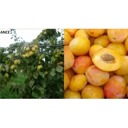 Plum - Prunus domestica ANCE