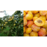 Naminė slyva - Prunus domestica ANCE