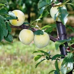 Plum - Prunus domestica KRUPNAJA RANIAJA