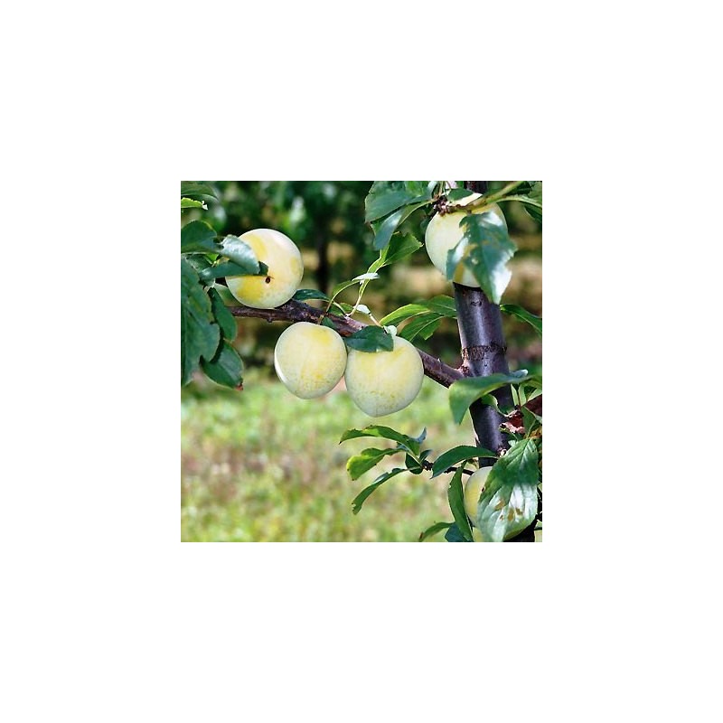 Naminė slyva - Prunus domestica KRUPNAJA RANIAJA