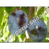 Naminė slyva - Prunus domestica GYNĖ