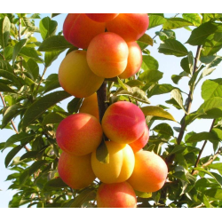 Naminė slyva - Prunus domestica VETRAZ