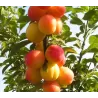Plum - Prunus domestica VETRAZ