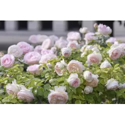 Rožė - Rosa PALAIS ROYAL