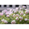 Rožė - Rosa PALAIS ROYAL