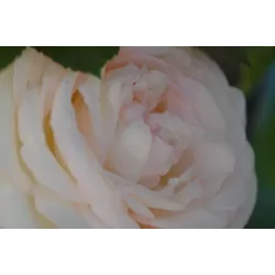 Rožių krūmai internetu