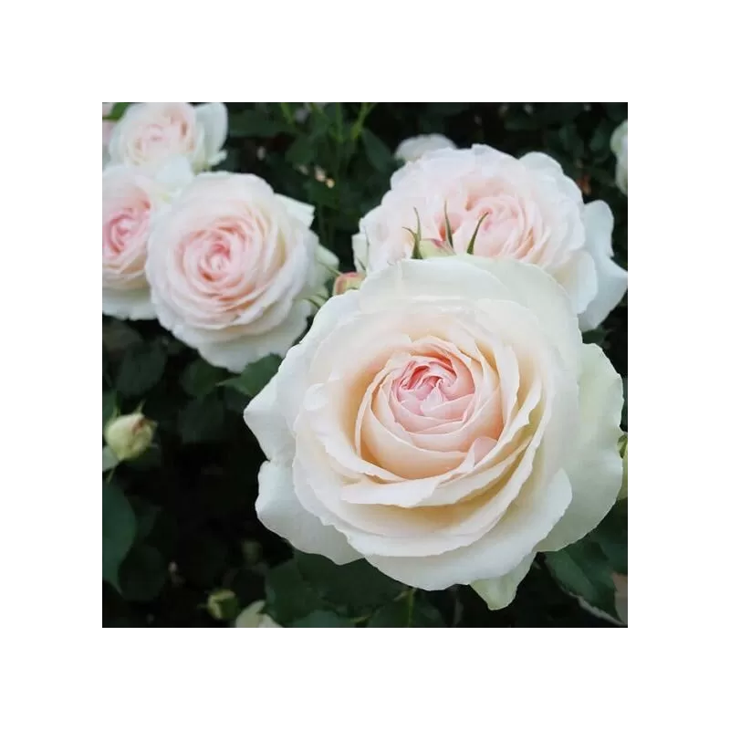 Rožė - Rosa PALAIS ROYAL