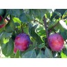 Plum - Prunus domestica JUBILEUM