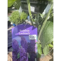 Davido budlėjų Nanho Blue sodinukai su pristatymu į namus