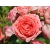 Rožė - Rosa KIMONO ®