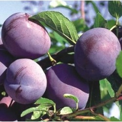 Naminė slyva - Prunus domestica BLUEFRE