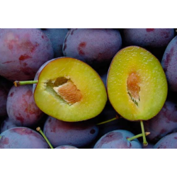 Naminė slyva - Prunus domestica  PRESIDENT
