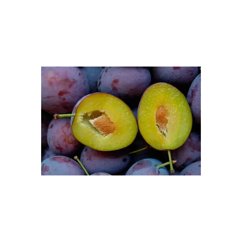 Slyvų sodinukai internetu su pristatymu į namus