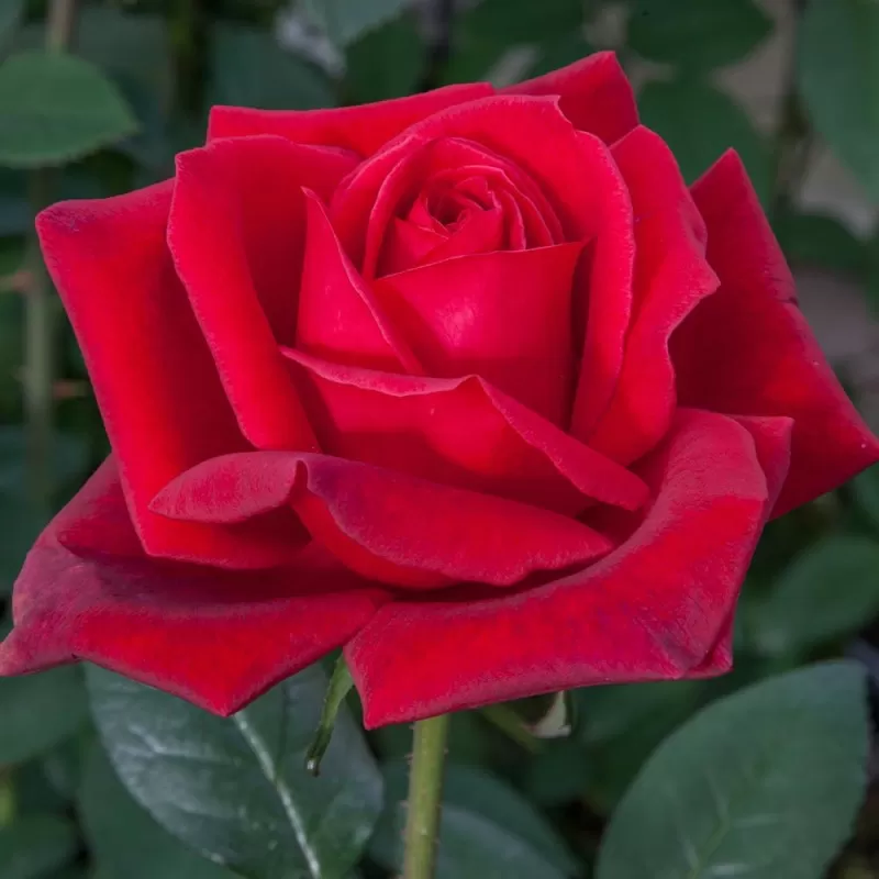 Rožė - Rosa PAPA MEILLAND ®