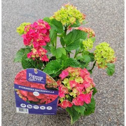 Hydrangea macrophylla FOREVER & EVER RED