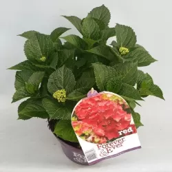 Hydrangea macrophylla FOREVER & EVER RED