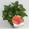 Hydrangea macrophylla FOREVER & EVER RED