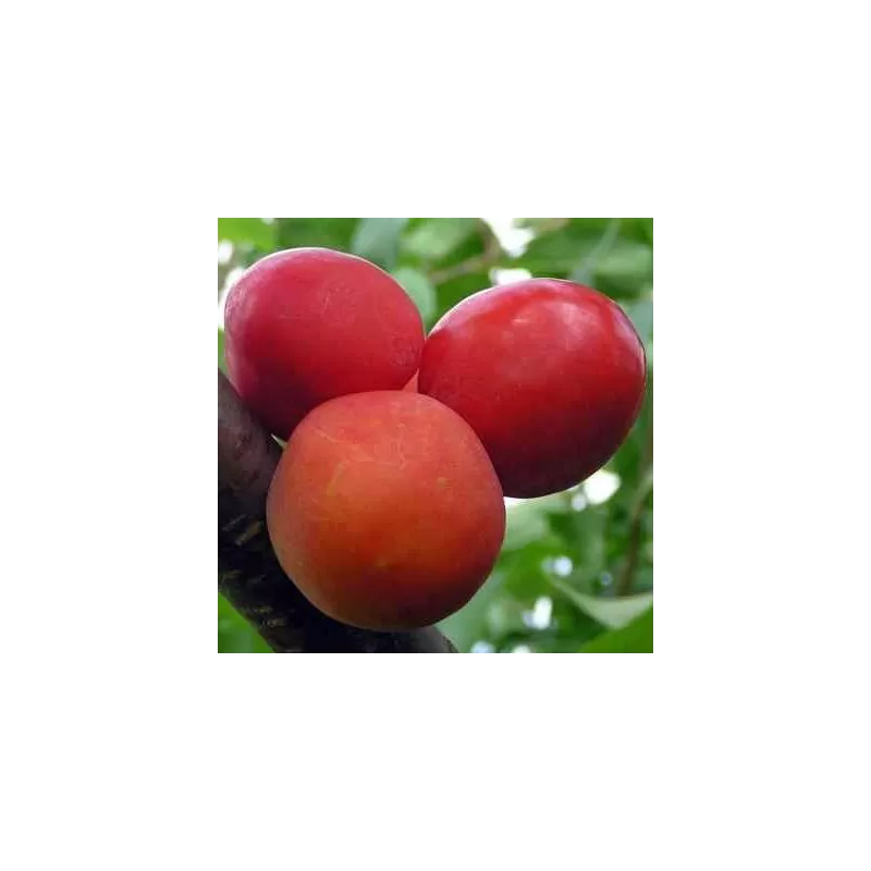 Slyvų sodinukai internetu su pristatymu į namus