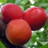 Plum - Prunus domestica SKOROPLODNAJA