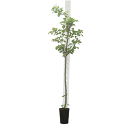 Naminė slyva - Prunus domestica IMPERIAL