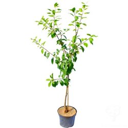 Naminė slyva (posk. kaukazinė slyva) - Prunus domestica ALGĖ 140-180 cm C11 (2 metai)