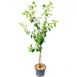 Naminė slyva - Prunus salicina SANTA ROSA