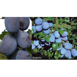 Plum - Prunus domestica HAGANTA