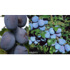 Naminė slyva - Prunus domestica HAGANTA